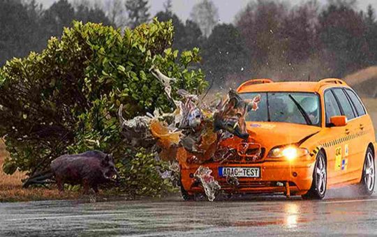 Animali per strada - tuttosuimotori.it