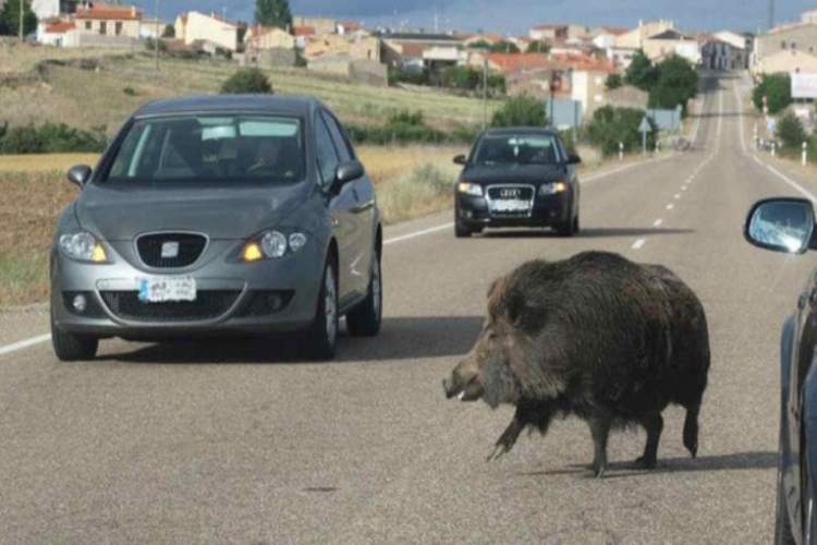 Cinghiale in strada - tuttosuimotori.it