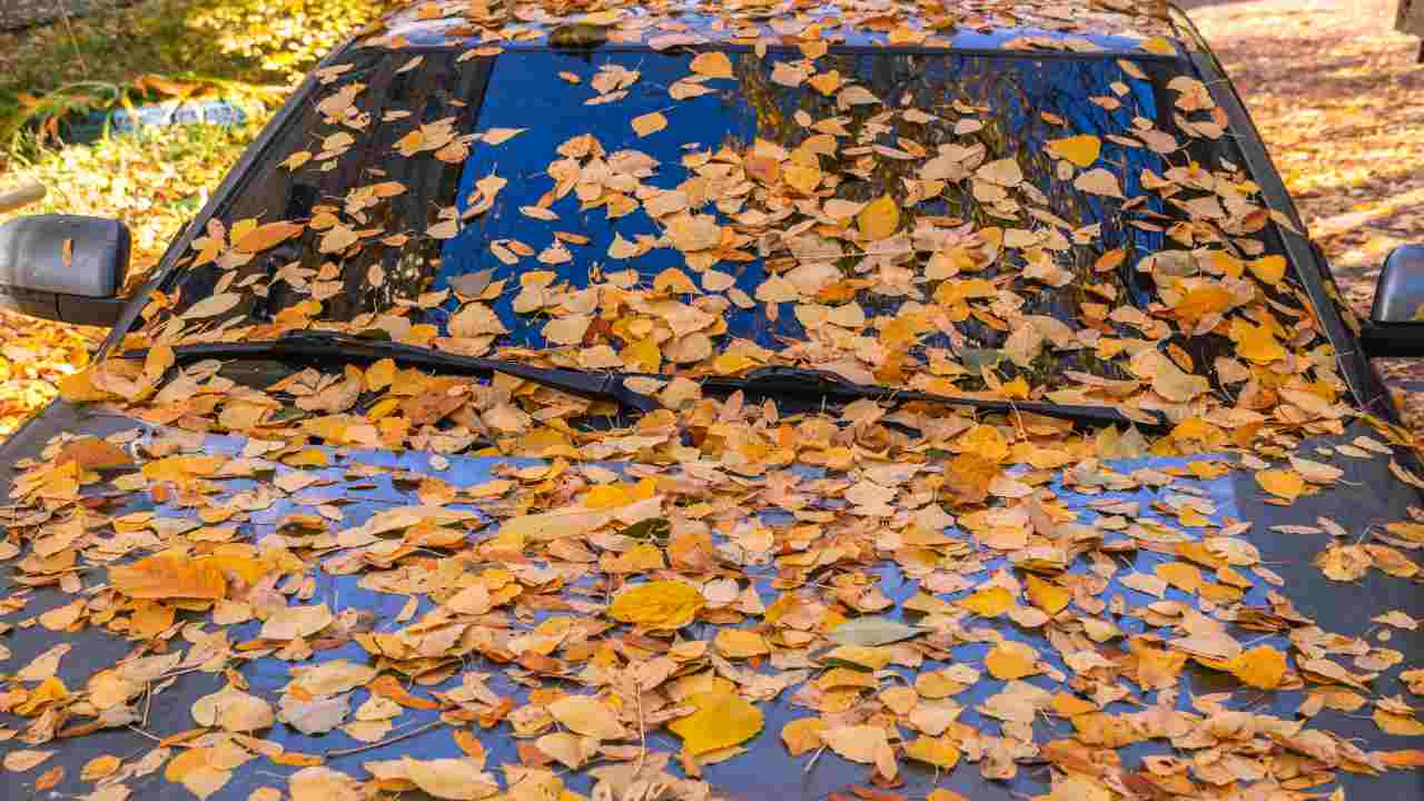 Parabrezza invaso dalle foglie