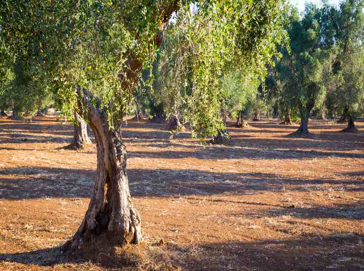 Albero di olivo 