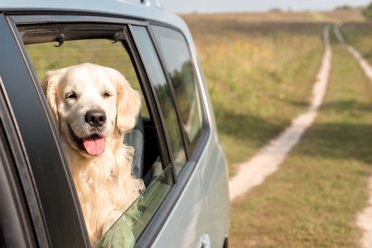 Animali in auto - fonte_depositphotos - tuttosuimotori.it