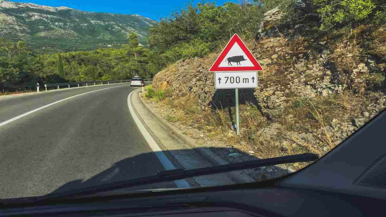 Segnale animali selvatici