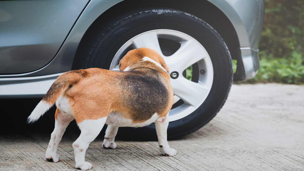 Un cane attratto dagli pneumatici